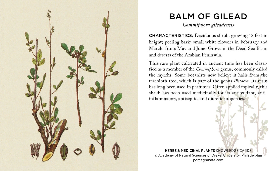 Herbs & Medicinal Plants Knowledge Cards