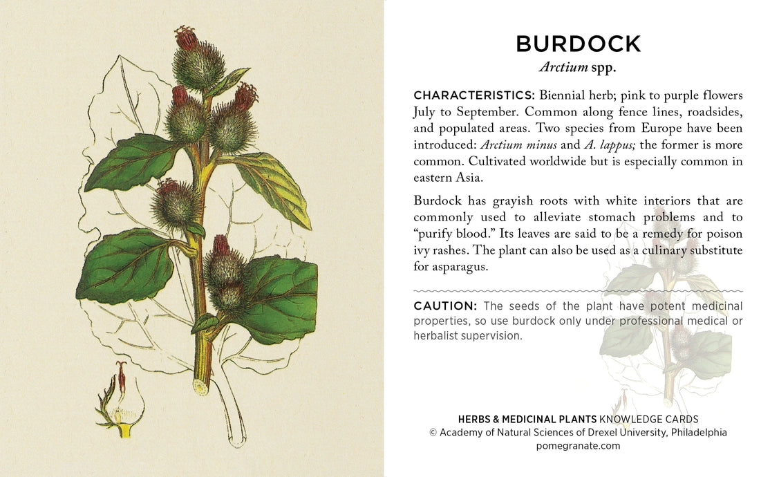 Herbs & Medicinal Plants Knowledge Cards