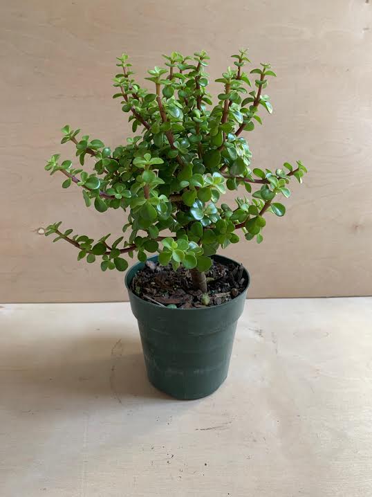 Jade Plant- 6" PICK UP ONLY