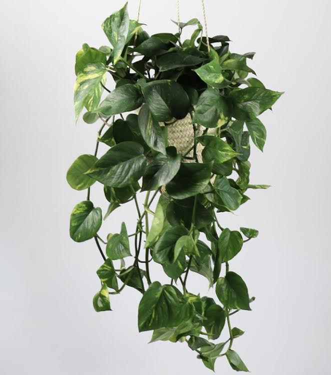 Sequoia Straw Plant Hanger