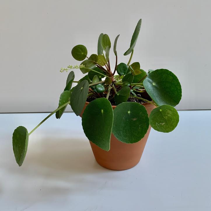 Pilea Peperomioides- 6"