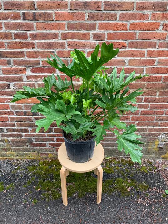 Selloum Philodendron -10"- 2 available