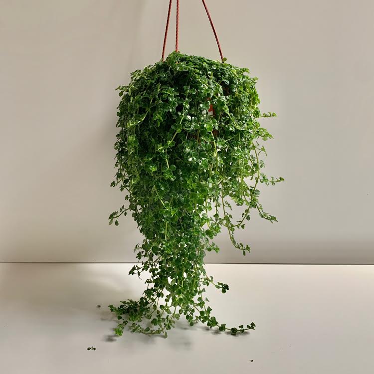 Pilea Baby Tears Hanging Basket- PICK UP ONLY – Modern Love