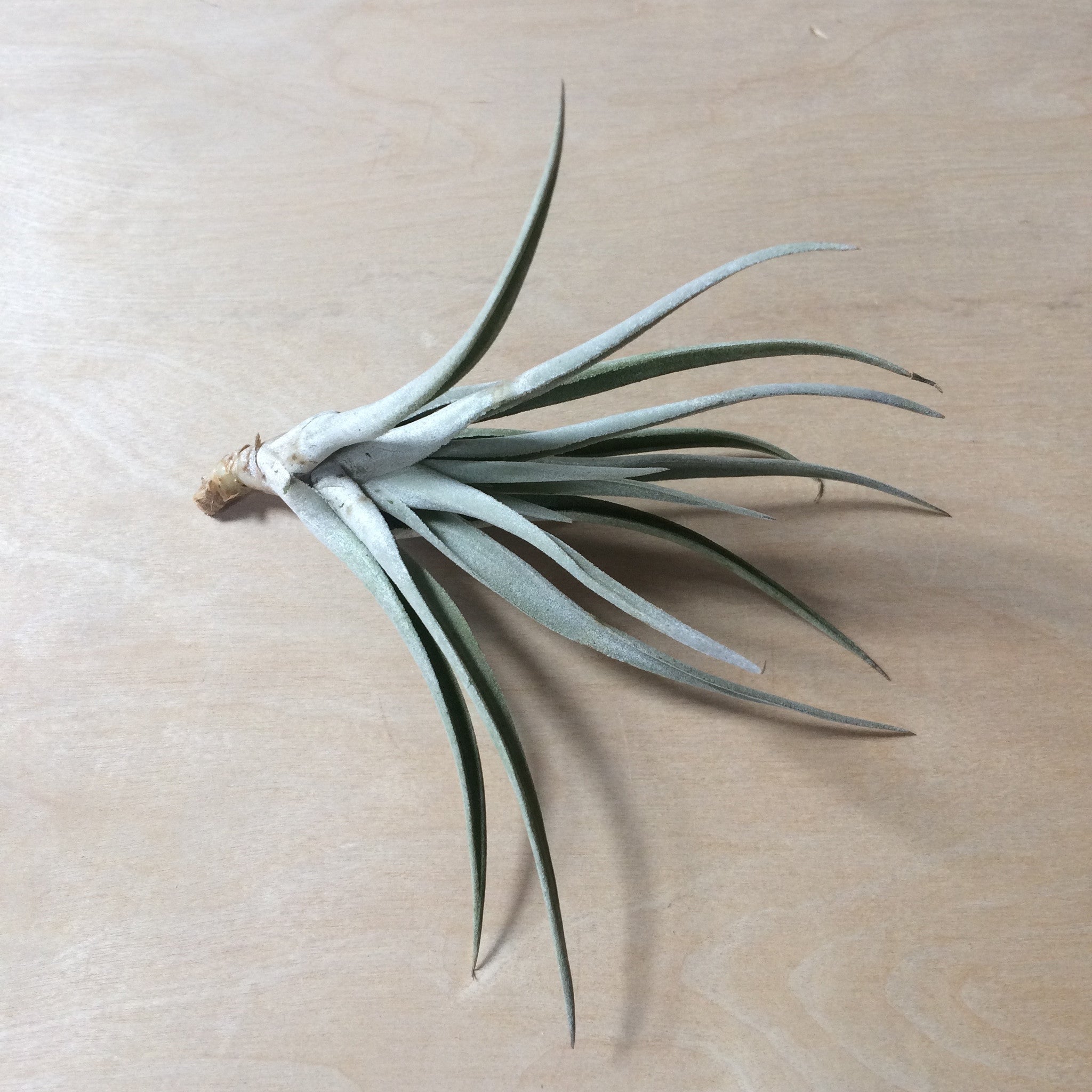 Harrisii Airplant