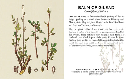 Herbs &amp; Medicinal Plants Knowledge Cards
