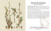 Herbs & Medicinal Plants Knowledge Cards
