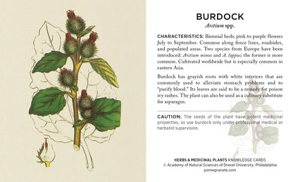 Herbs &amp; Medicinal Plants Knowledge Cards