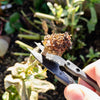 Fine Pruning  Snips