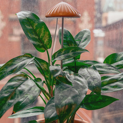 Kikkerland Mushroom Grow Light