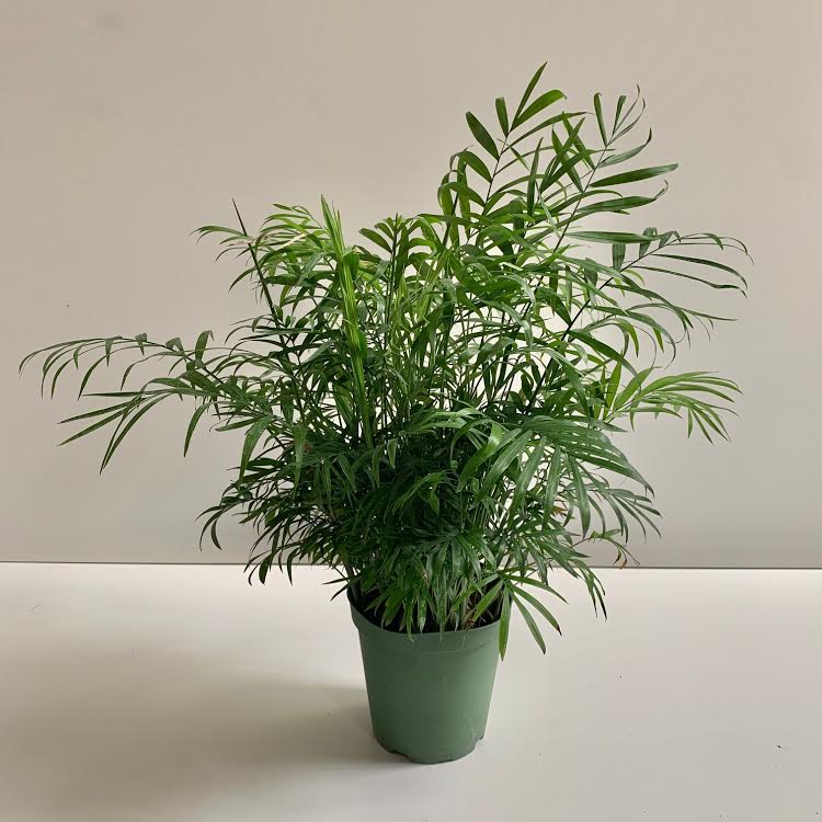 Bella Fern- 6" PICK UP ONLY