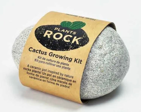 Cactus Growing Rock