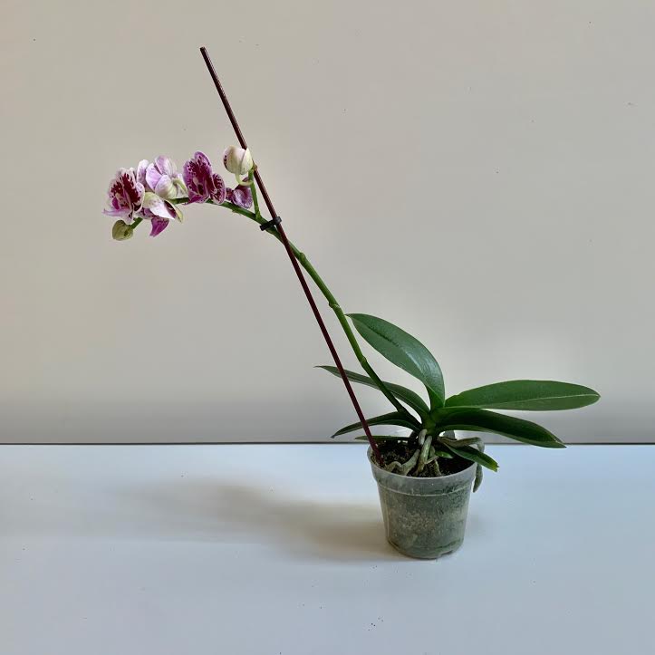 Orchid- 4"