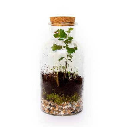 DIY Terrarium Kit