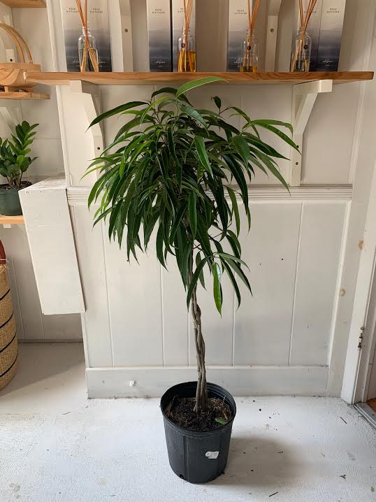 Ficus Alli Twist- 10"  PICK UP ONLY