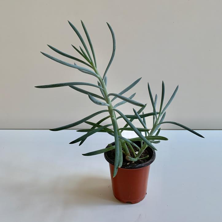Succulent- 4"