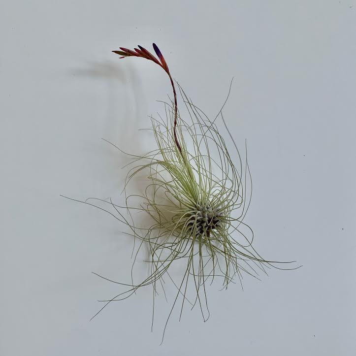 Airplant- Tillandsia Argentea  2-4"