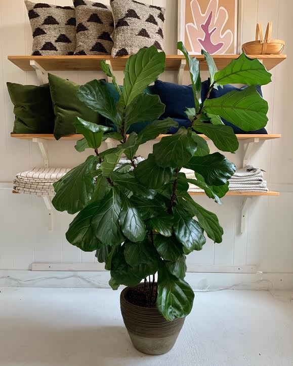 Fiddle Leaf Fig Tree- 62" tall