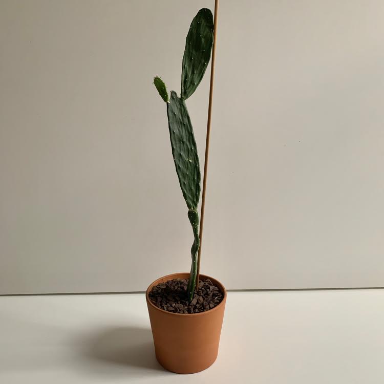 Cactus- 6" pot - 22" high