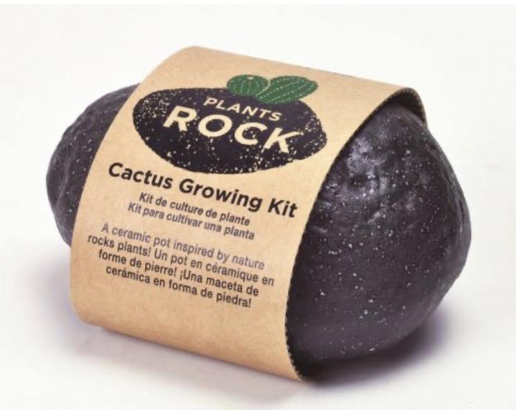 Cactus Growing Rock