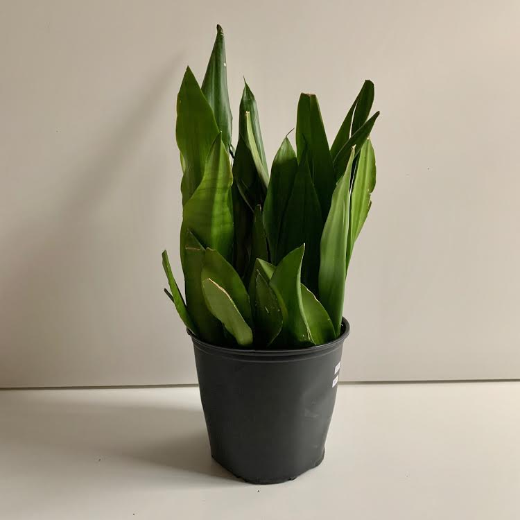 Snake Plant- 8" - 1 available