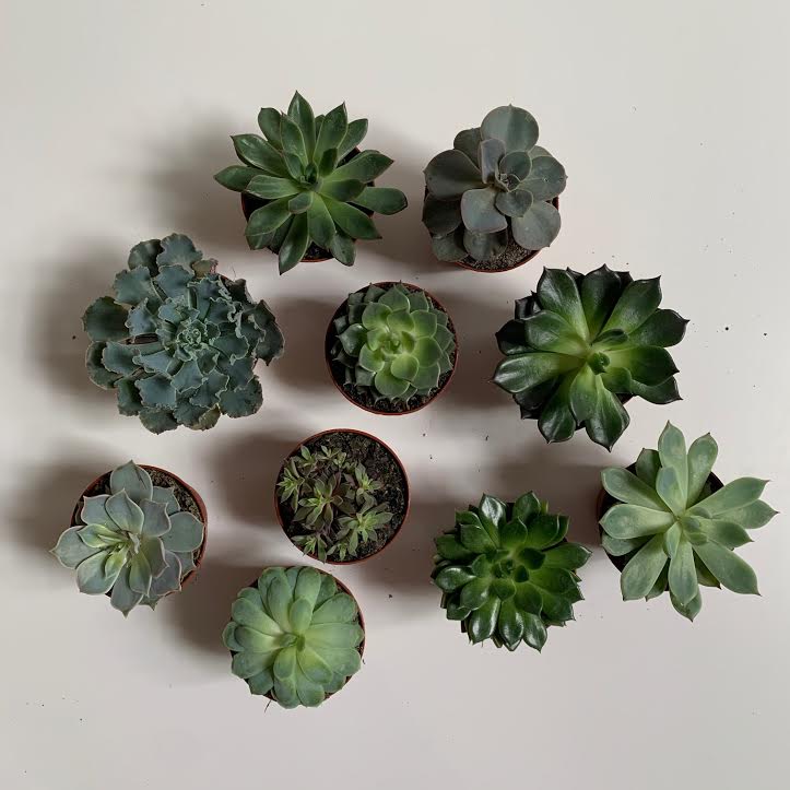 Assorted Succulents- 3"