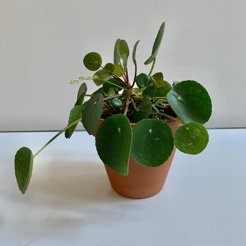 Pilea Peperomioides- 6