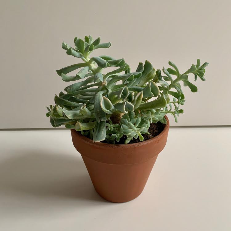 Succulent- 6"