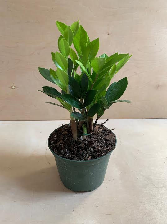 ZZ Plant- 6" PICK UP ONLY