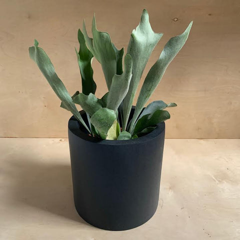 Puk Black Planter- Large  PICK UP ONLY