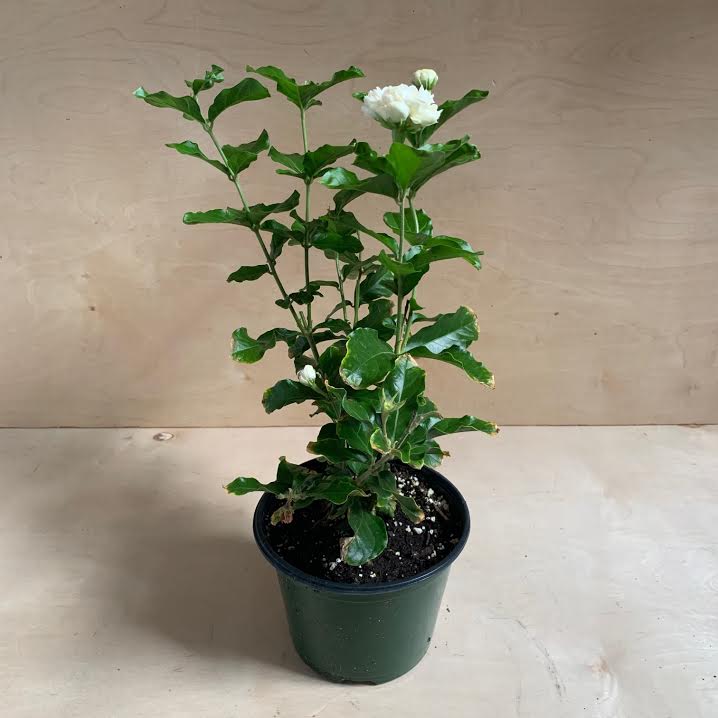 Jasmine Plant- 6"  PICK UP ONLY