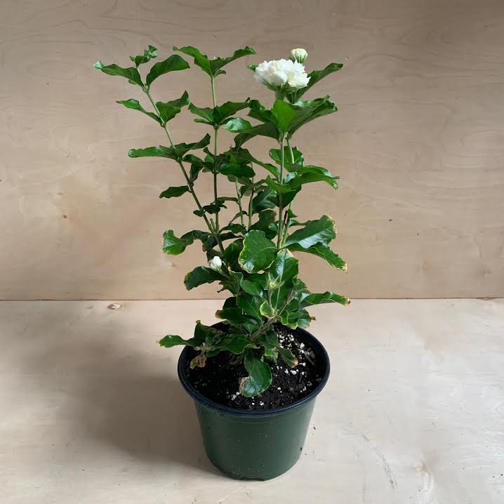 Jasmine Plant- 6