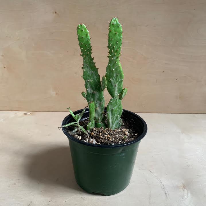 Cactus- 6"  PICK UP ONLY