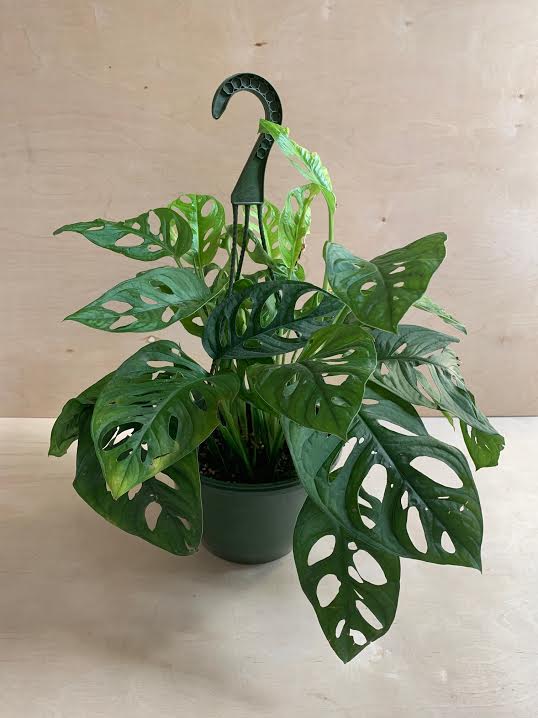 Philodendron Swiss Cheese Hanging Basket- 8"  PICK UP ONLY