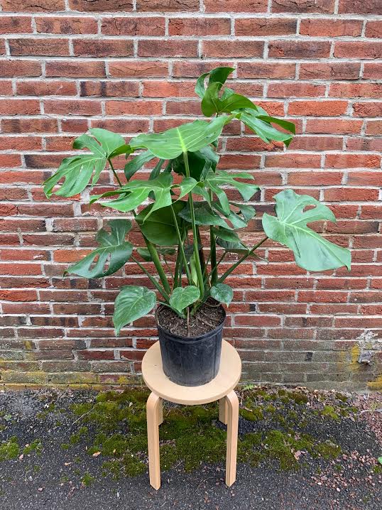 Monstera Philodendron -10"- 4 available
