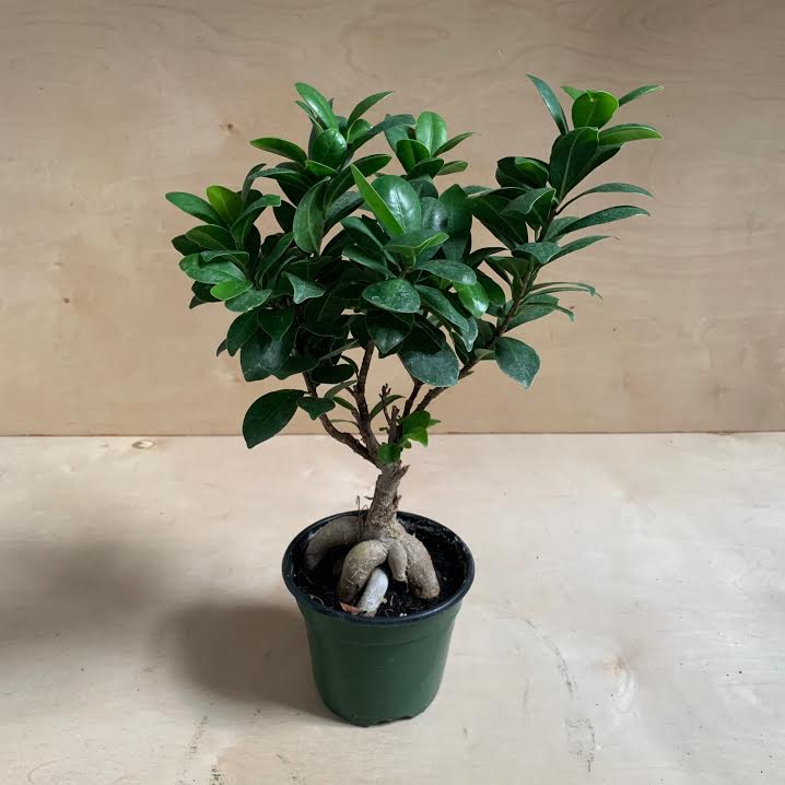 Ficus Ginseng- 6" PICK UP ONLY