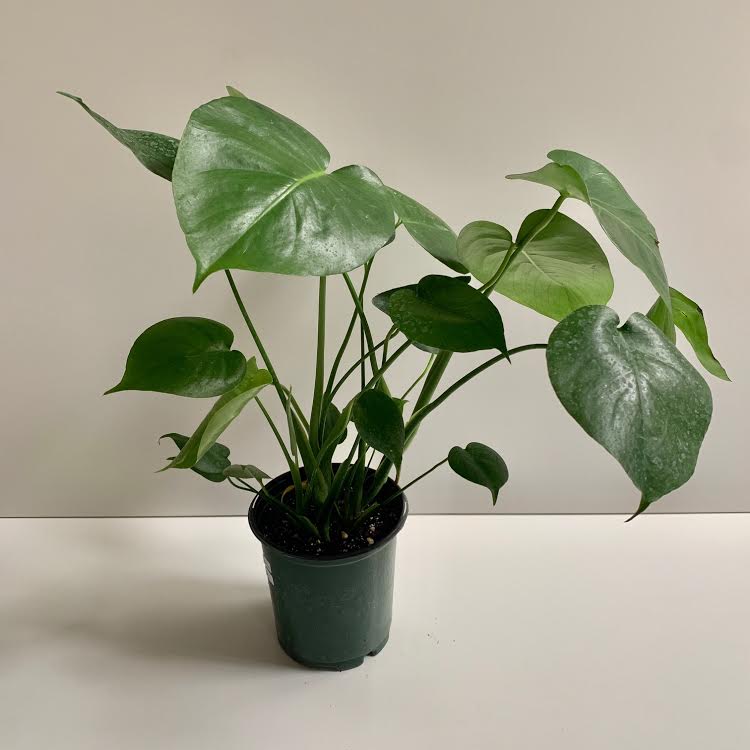 Monstera- 6" PICK UP ONLY