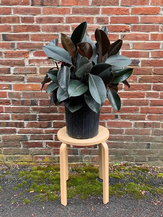 Ficus Burgundy -10"- 1 available