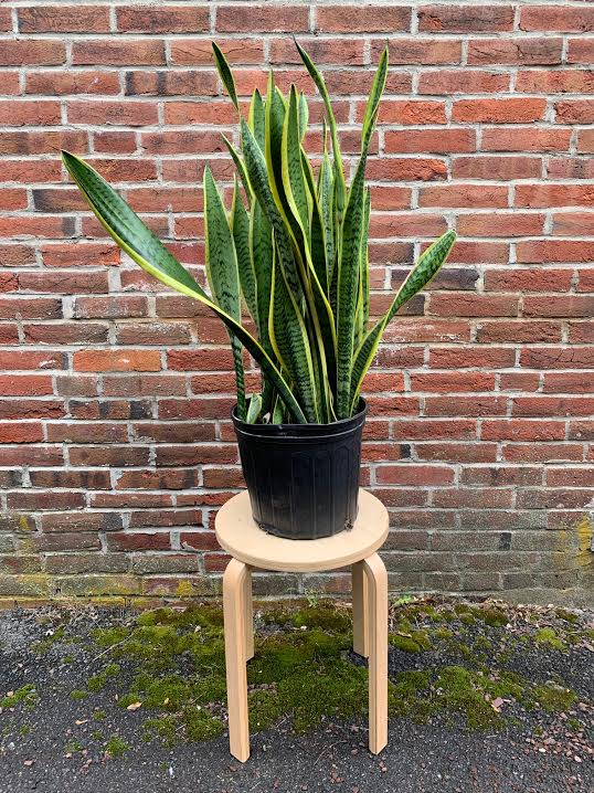 Snake Plant -10"