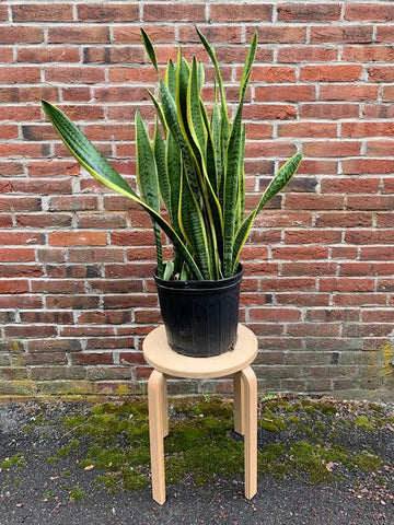 Snake Plant -10