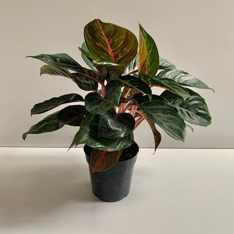 Aglaonema Red Emerald PICK UP ONLY
