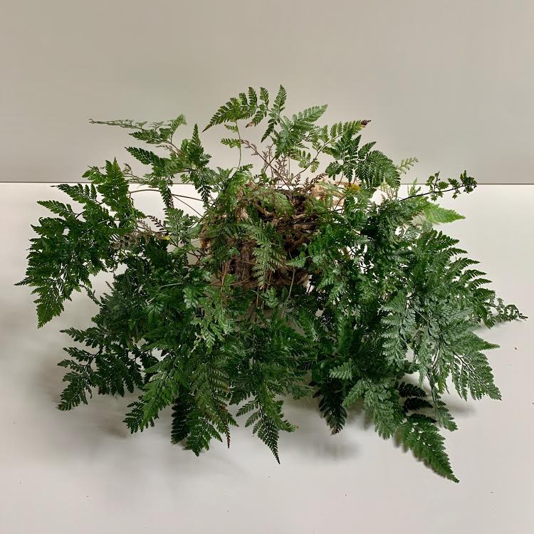 Rabbit Foot Fern- 6" PICK UP ONLY