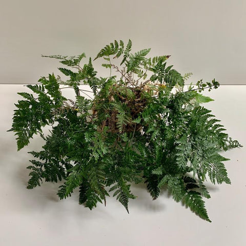 Rabbit Foot Fern- 6