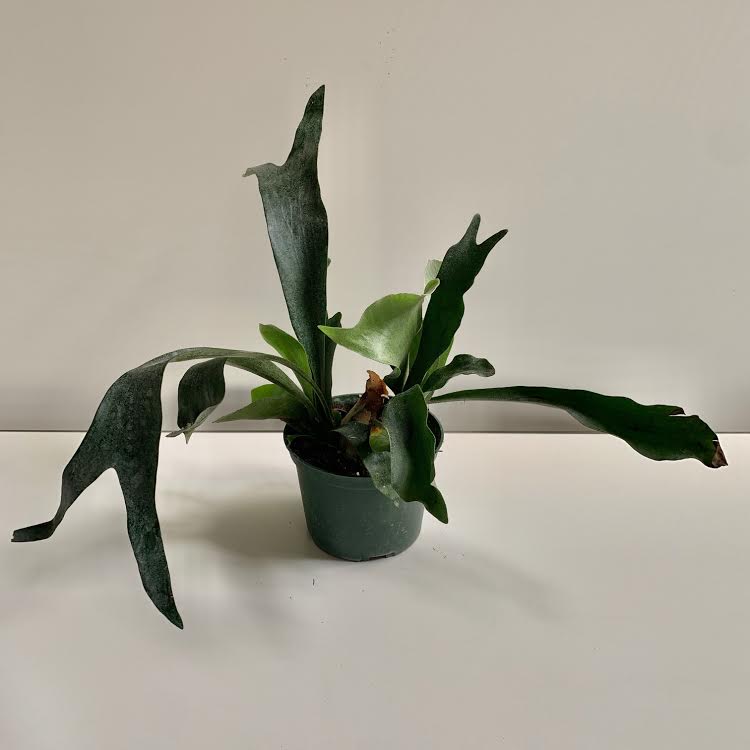 Staghorn Fern- 6"