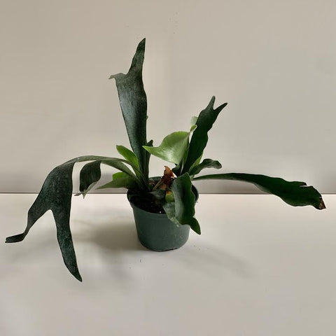 Staghorn Fern- 6