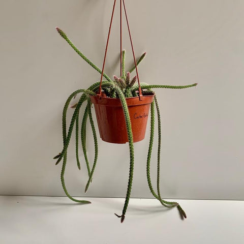 Rat Tail Cactus Handing Basket