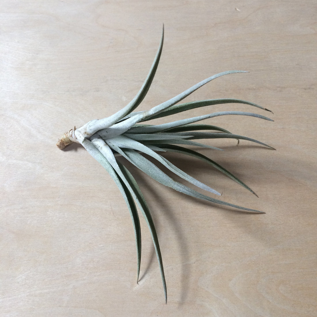 Harrisii Airplant