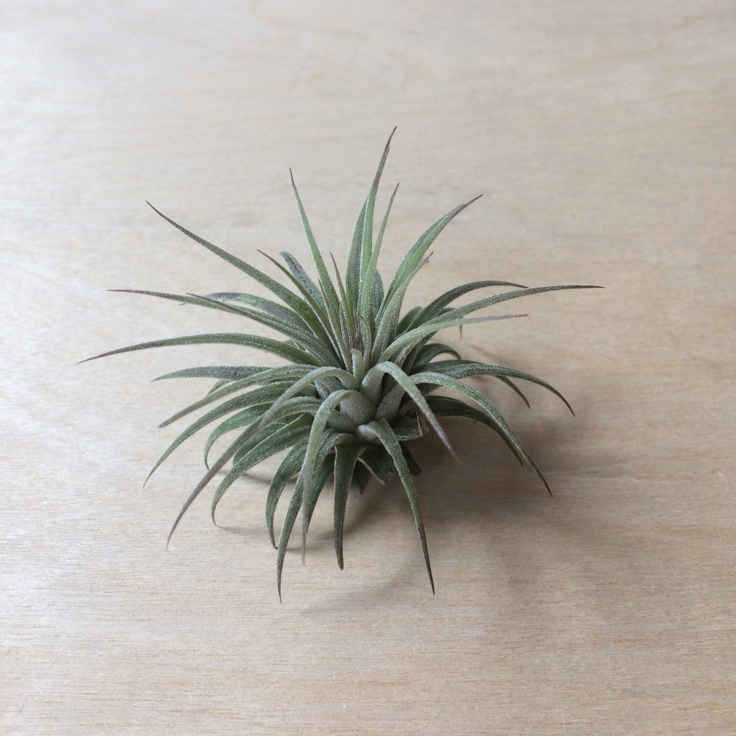 Ionatha Rubra Airplant